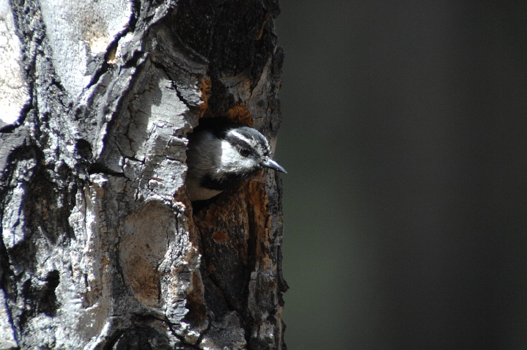 Chicadee, Mountain, 2009-06170288 Sun Valley, RMNP, CO.JPG - Mountain Chicadee. Sun Valley, RMNP, CO, 6-17-2009